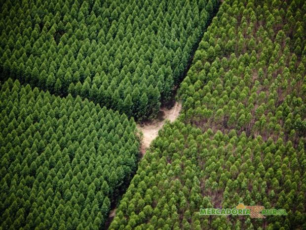 Vendo Florestas de Eucalipto para Indústria de Celulose
