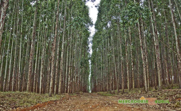 Vendo Floresta de Eucalipto em Itabira