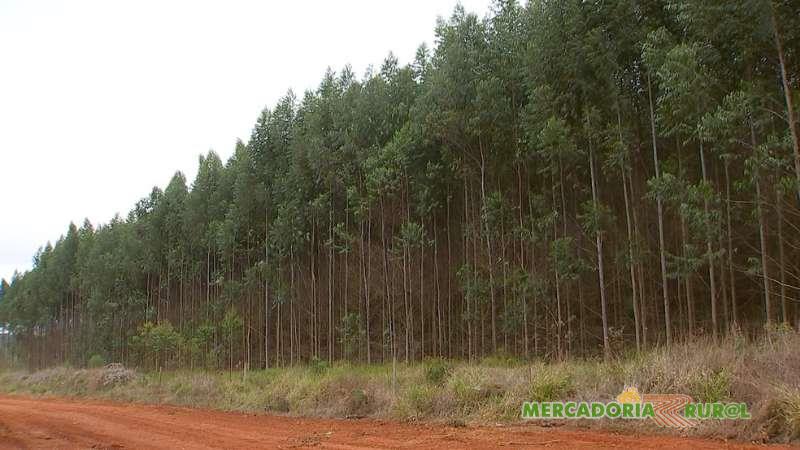 Fazenda de Eucalipto a venda de 10000 ha em Minas Gerais