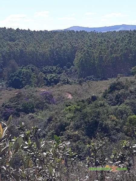 Fazenda de Eucalipto a venda de 35 ha em São Tiago Minas Gerais