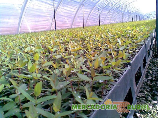 Fertilizante Foliar - ECONOMIZE MAIS 300% EM ADUBO