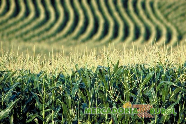 Fertilizante Foliar - ECONOMIZE MAIS 300% EM ADUBO