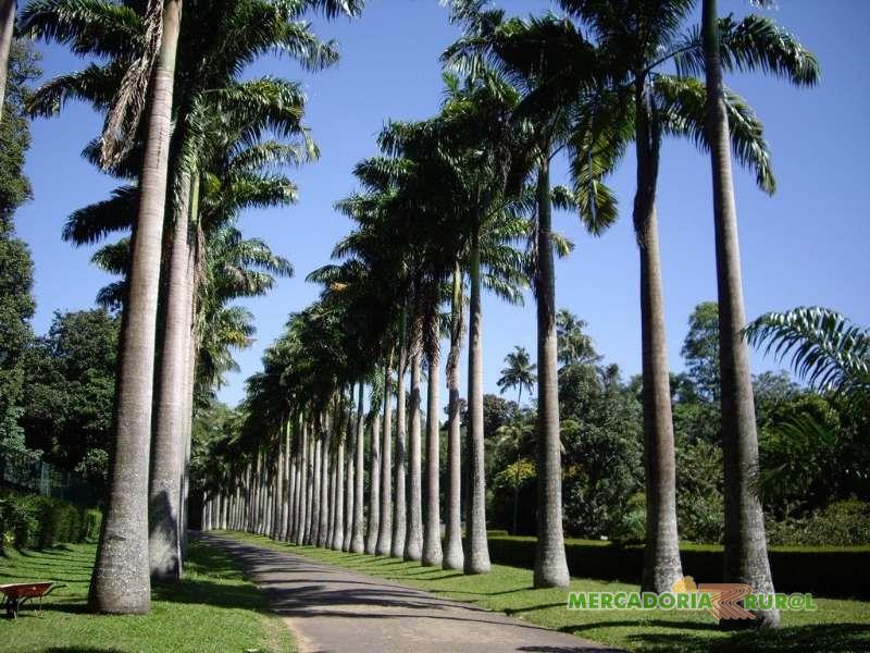 Mudas de Palmeira Imperial a venda Belo Horizonte