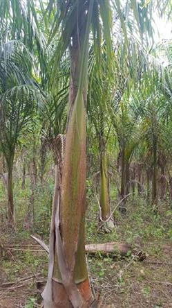 Palmeira Imperial a venda 7 metros  