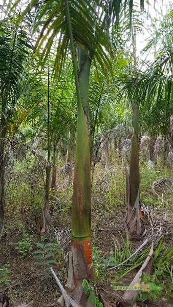 Palmeira imperial mudas Minas Gerais