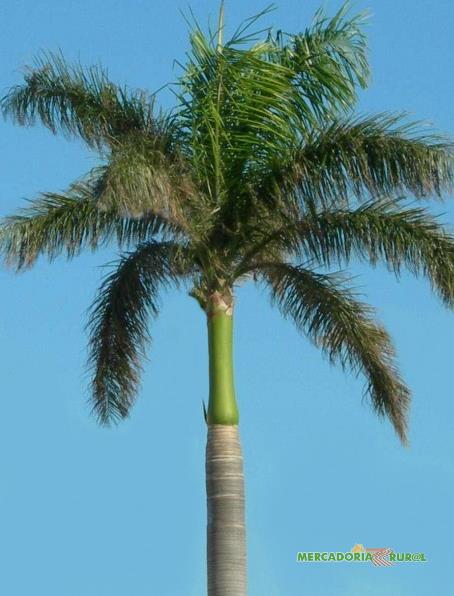 Mudas de Palmeira Imperial  a venda em Nova Lima