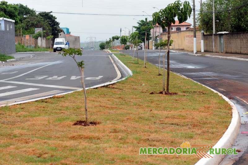 Plantio de Mudas Belo Horizonte Minas Gerais