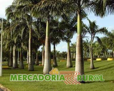 Vendo Mudas de Palmeira Imperial em Belo Horizonte