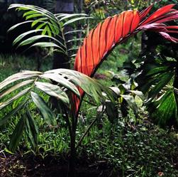 Vende-se Mudas de Palmeira Lança Chamas em Belo Horizonte e Região