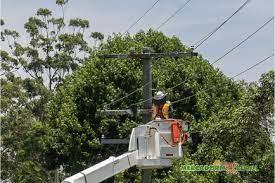 Serviços de Poda de Arvores em Rede Elétrica em Belo Horizonte
