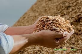 Cavaco Biomassa de Eucalipto a venda em Ganhães MG