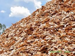 Biomassa de eucalipto para produção de energia limpa a venda em  Suzano