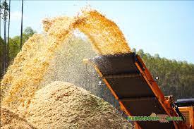Cavaco Biomassa de Eucalipto a venda em Uberlândia MG