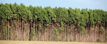 Compro e Vendo Florestas de Eucalipto em Minas Gerais