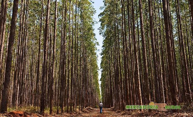 Vendo Floresta de Eucalipto em Minas Gerais