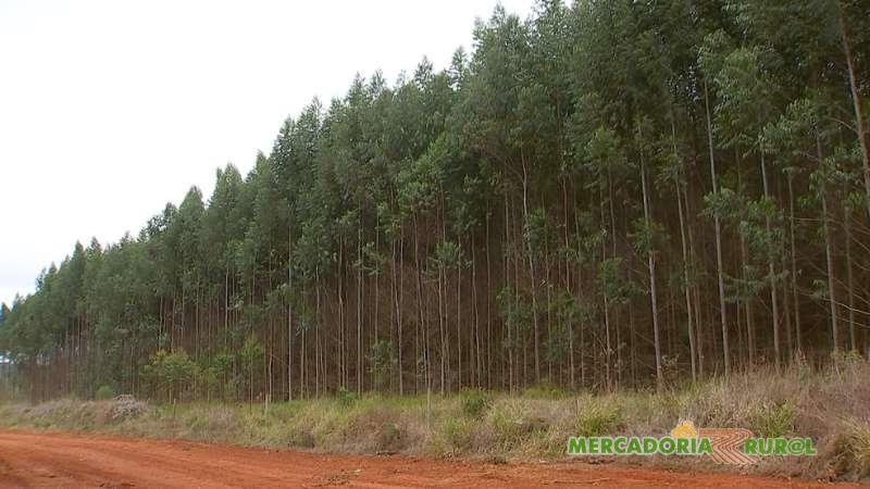Vendo Floresta de Eucalipto em Minas Gerais