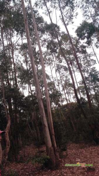 Vendo Floresta de Eucalipto em Ouro Preto