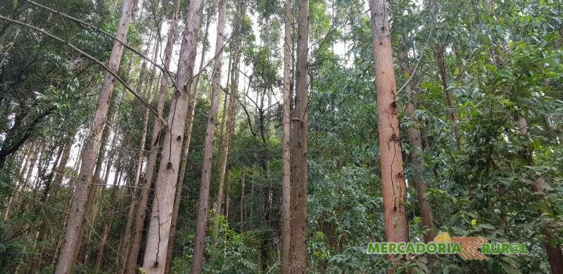 Vendo Floresta de Eucalipto em Belo Horizonte  Minas Gerais