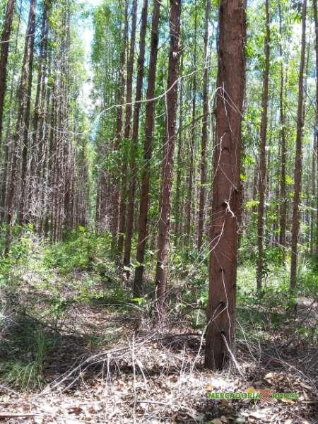 Vendo Floresta de Eucalipto em Pirapora  Minas Gerais