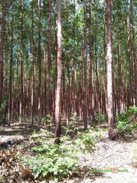 Vendo Floresta de Eucalipto em Pirapora  Minas Gerais
