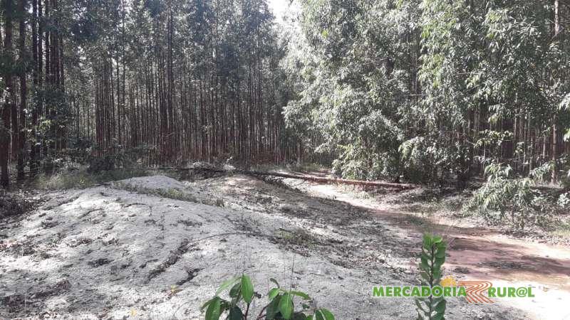 Vendo Floresta de Eucalipto a 270 KM de Sete Lagoas