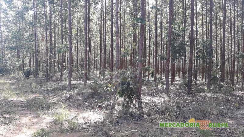 Vendo Floresta de eucalipto em Minas Gerais
