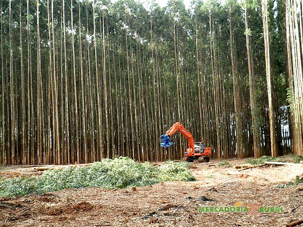 We Buy and Sell Eucalyptus Forests all over Brazil