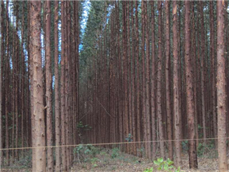 Vendo Floresta de eucalipto em São Gonçalo do Abeté MG