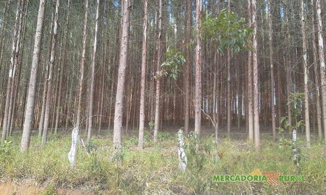 Vendo Floresta de Eucalipto na Região de Juiz de Fora Minas Gerais