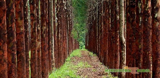 Compro e Vendo Florestas de Eucalipto em Goiás