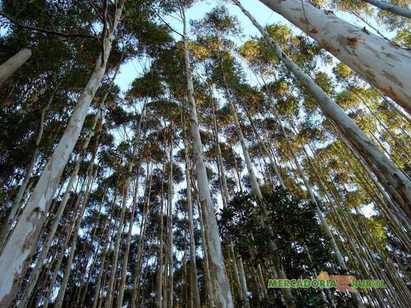 Vendo Florestas com Toras de Eucalipto Rio de janeiro