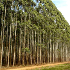 Vendo Floresta de Eucalipto em pe em Goiás