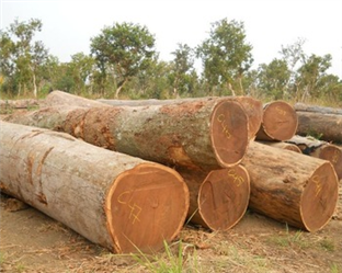 Wood for sale in Brazil from Eucalyptus for Export