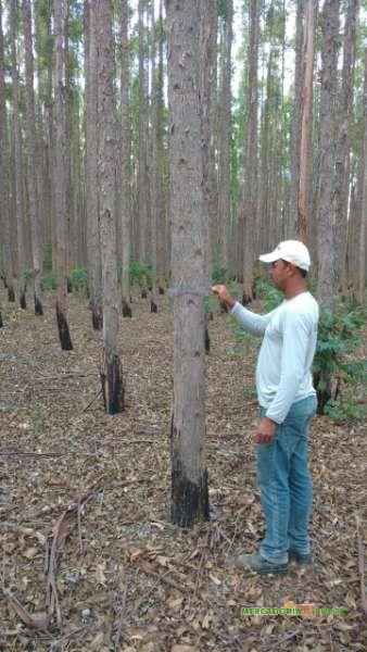 Floresta de Eucalipto a venda em Andrelândia Minas Gerais