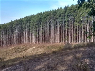 Vendo Floresta de Eucalipto de 400 ha em São João del Rei MG