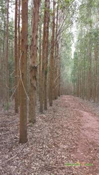 Vendo Floresta de Eucalipto Urocam VM1 em pe em Minas Gerais