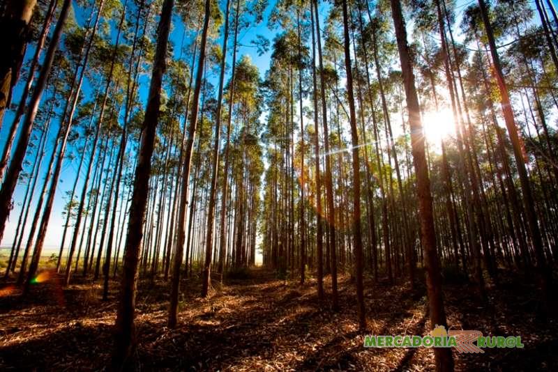Vendo Floresta de Eucalipto de 3500 ha em Minas Gerais