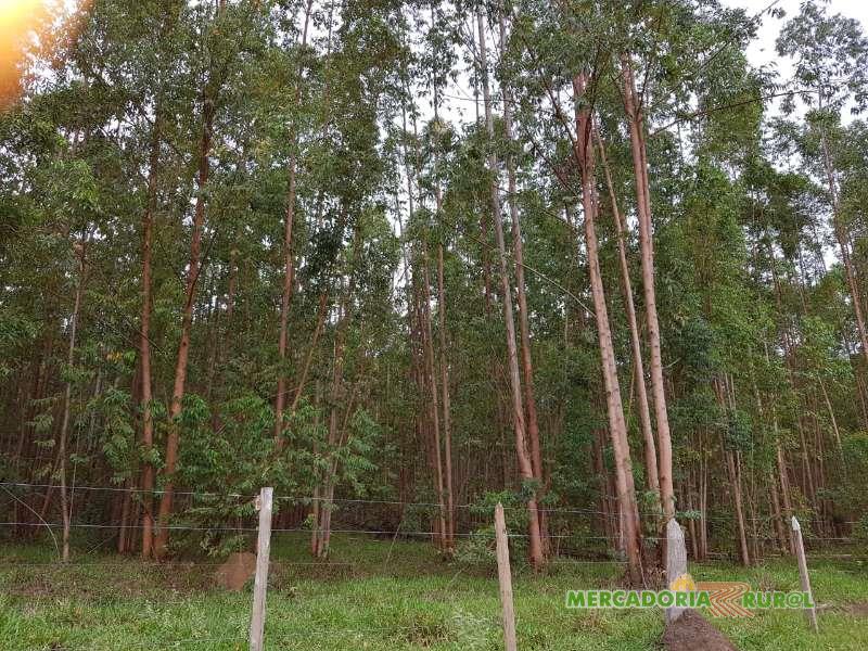 Vendo Floresta de Eucalipto Itaguara Minas Gerais