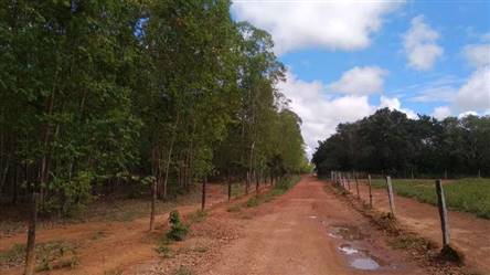 Vendo Floresta de Eucalipto para Carvão em Montes Claros de Goiás