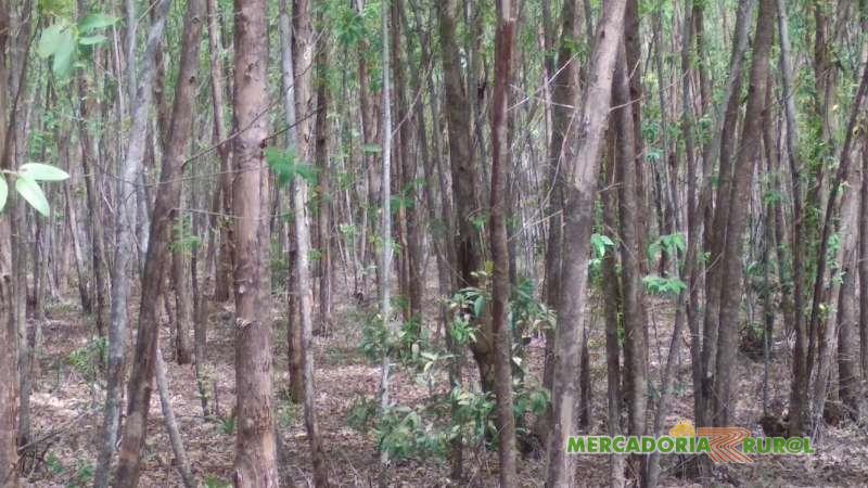 Vendo Floresta de Eucalipto para Carvão em Montes Claros de Goiás