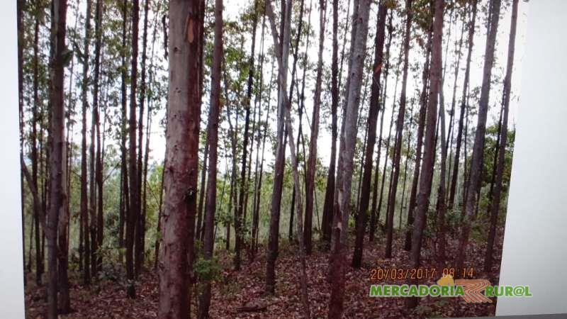 Vendo Floresta de Eucalipto de 30 ha em Paracatu MG