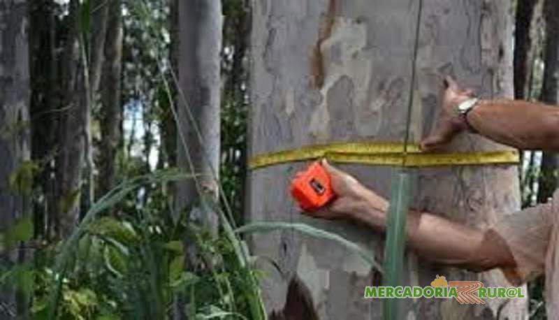 Vendo Floresta de Eucalipto Citriodora em Minas Gerais