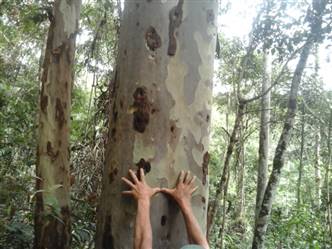 Vendo Floresta de 1000 ha de Eucalipto Citriodora Brasil