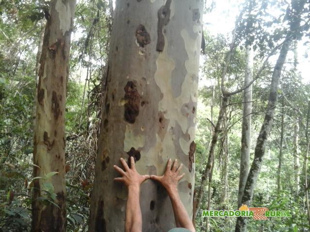 Vendo Floresta de Eucalipto Citriodora em Minas Gerais