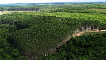 Vendo Floresta de Eucalipto de 300 ha em Canaã Minas Gerais