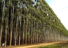 Vendo Floresta de Eucalipto Urophylla  de 400 ha em Viçosa