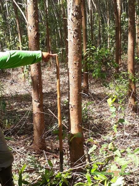 Vendo Floresta de Eucalipto em Andrelândia Minas Gerais