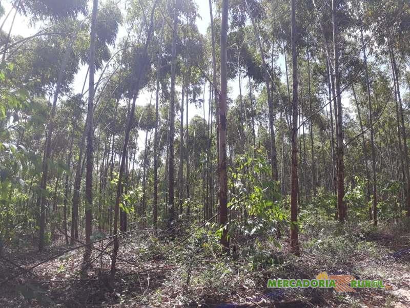 Vendo Floresta de Eucalipto em Andrelândia Minas Gerais