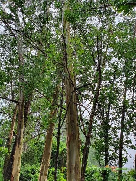 Floresta de Toras de Eucalipto Citriodoro São Paulo a Venda 