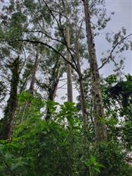 Vendo Floresta de Eucalipto Citriodora em São Paulo